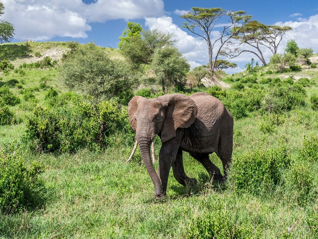 Solo Travel in Tanzania: What You Need to Know