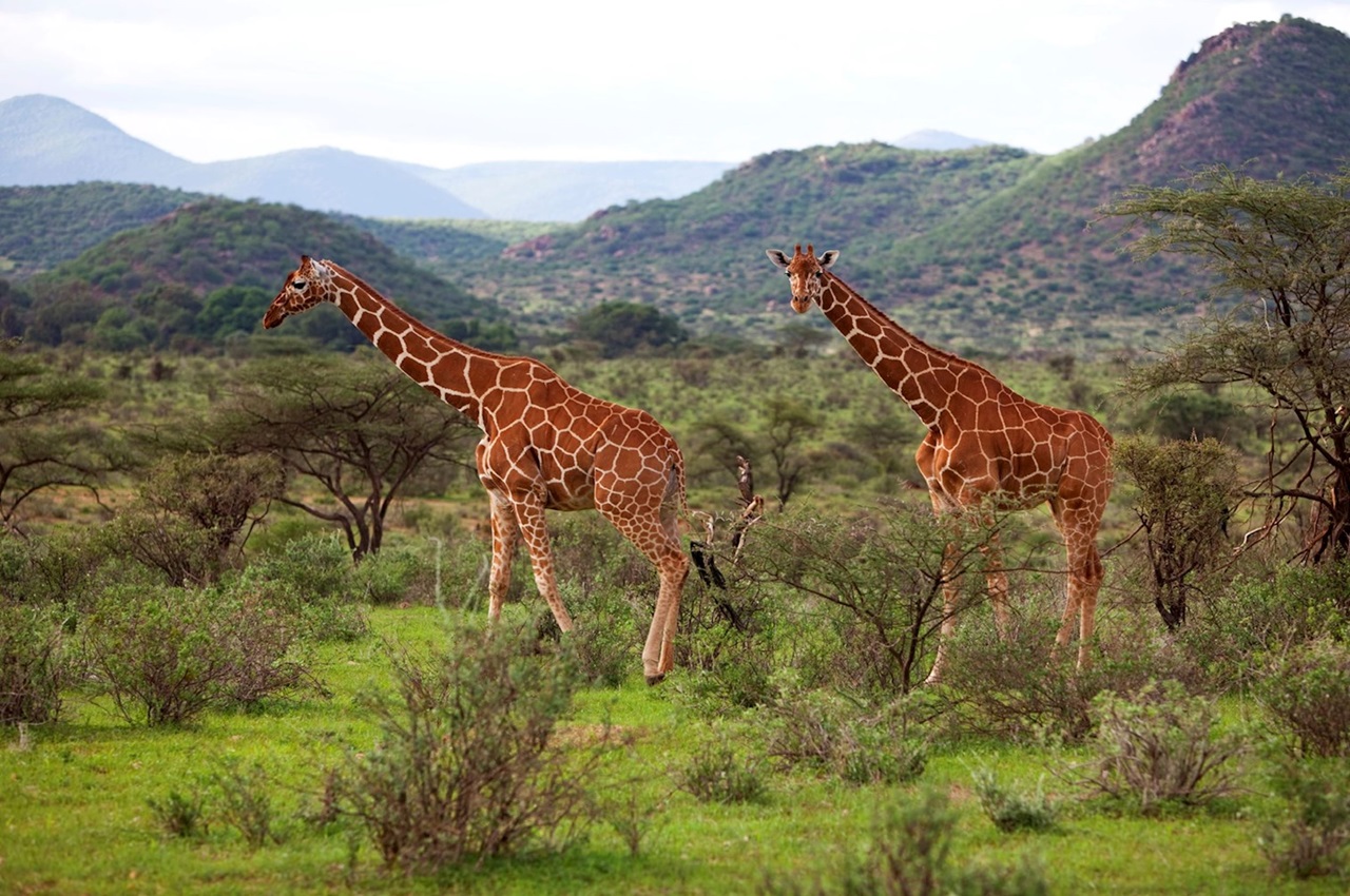 Arusha National Park Day Safari