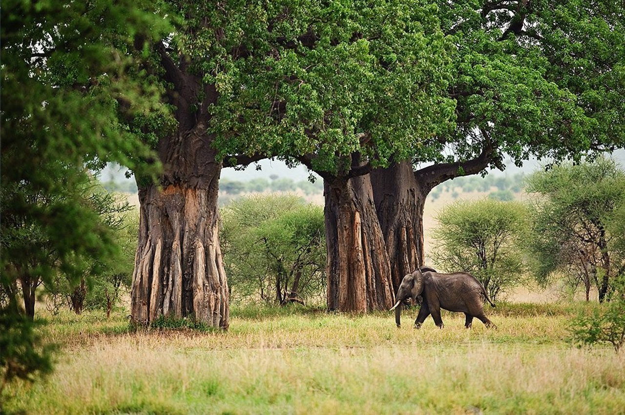 Tarangire National Park Day Safari