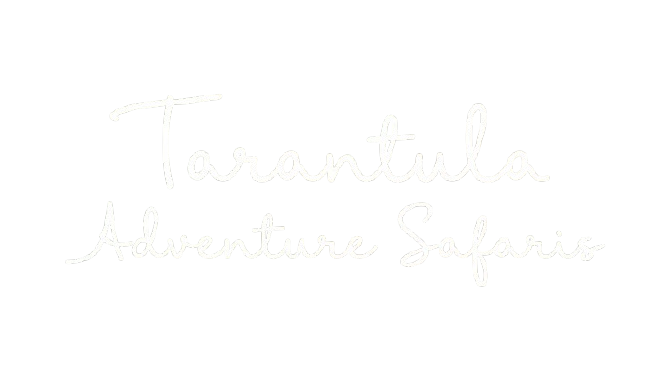 Tarantula Adventure Safaris