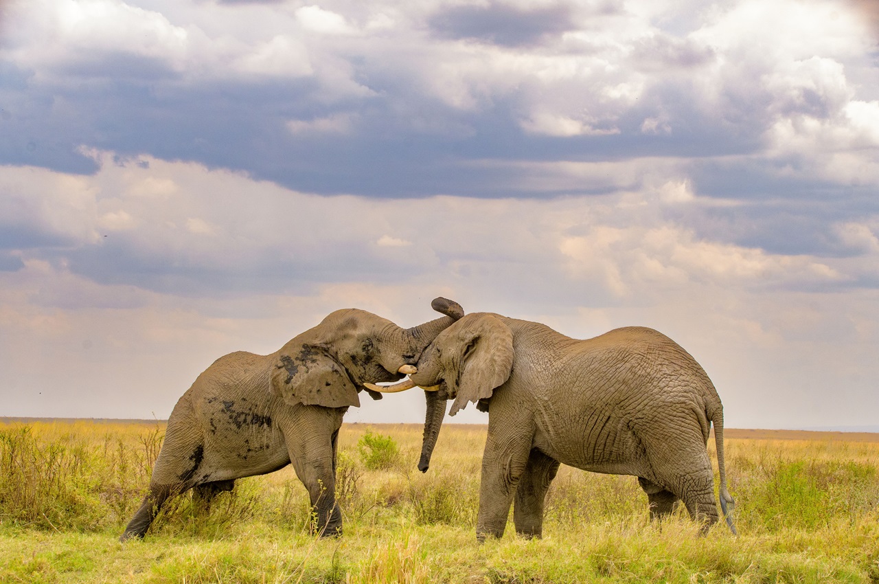 Tarantula Adventure Safaris